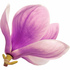 Magnolia absolute